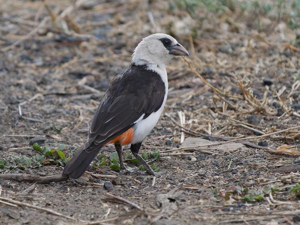 <h3><a href="/trips/tanzania/biota/animalia/chordata/aves/040 passeriformes/114 ploceidae/dinemellia dinemelli/dinemellia dinemelli-nl.html">Dinemellia&nbsp;dinemelli</a> / White‑headed&nbsp;buffalo&nbsp;weaver / Witkopbuffelwever</h3>OM-1 Mark II met OLYMPUS M.150-400mm F4.5, 1/2000 sec  bij F4.5, ISO 2500, afstand 13&nbsp;m